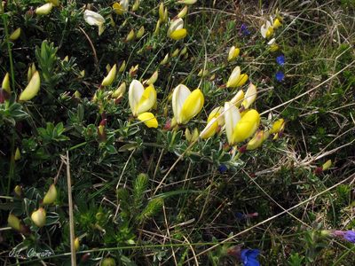 Cytisus commutatus, photographed by José Luis Camaño