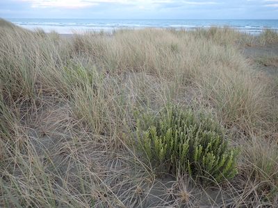 Ozothamnus leptophyllus, photographed by Arnim Littek