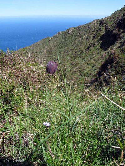 Fritillaria pyrenaica, photographed by José Luis Camaño