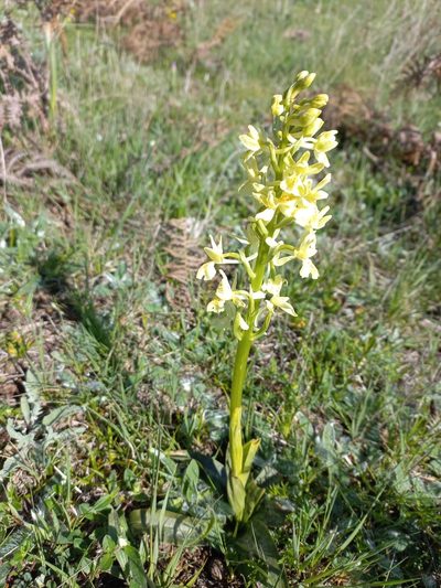 Orchis provincialis, photographed by Pere Barnola
