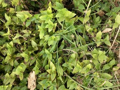 Tradescantia fluminensis, photographed by Thomas Mesaglio