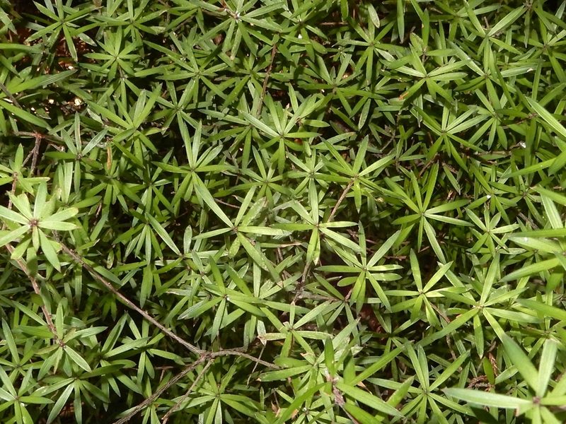 Leucopogon fasciculatus, photographed by Grey Smith