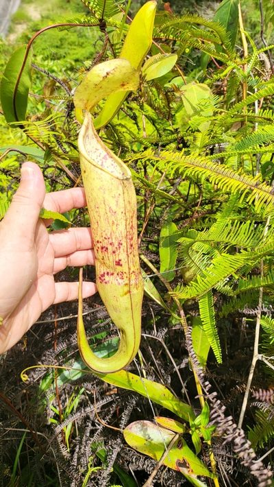 Nepenthes sanguinea, photographed by Cheongweei Gan