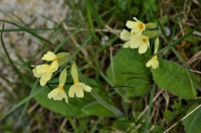 Primula elatior, photographed by E. A.