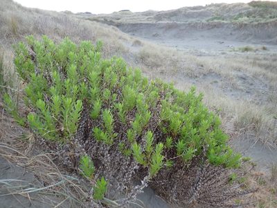 Senecio glastifolius, photographed by Arnim Littek