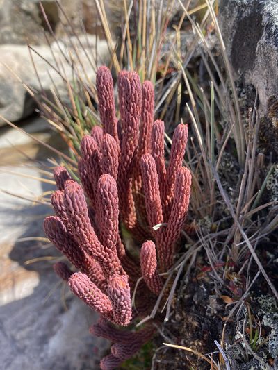 Phlegmariurus cocuyensis, photographed by Fabien Anthelme