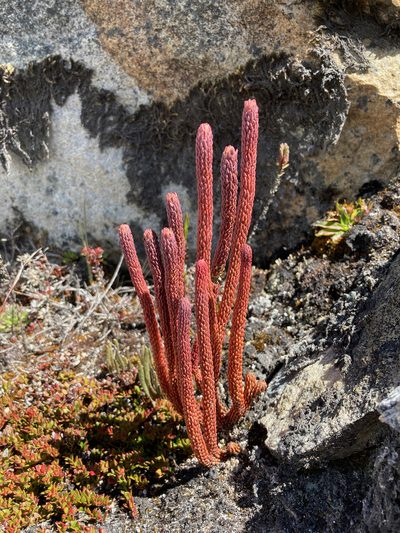 Phlegmariurus cocuyensis, photographed by Fabien Anthelme