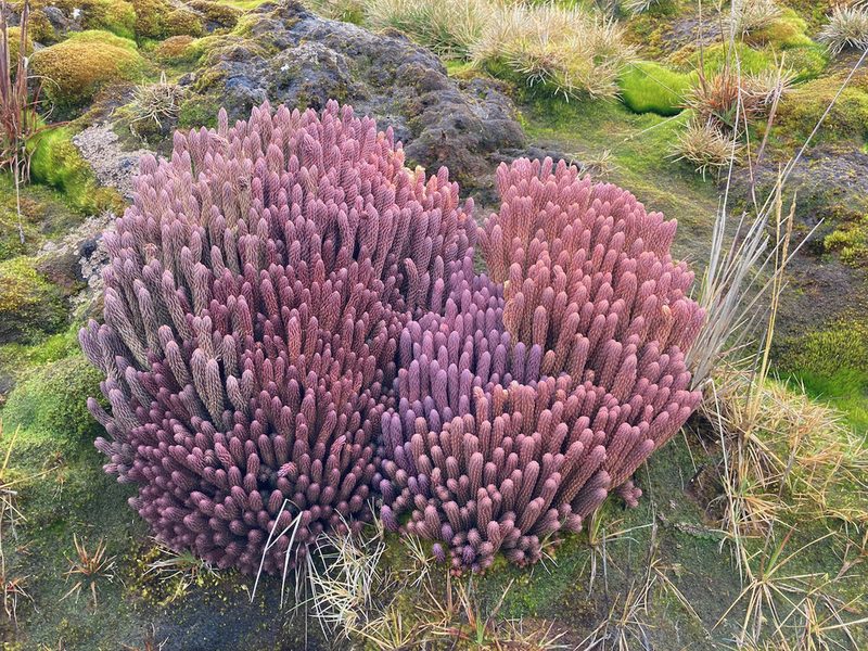 Phlegmariurus cocuyensis, photographed by Fabien Anthelme