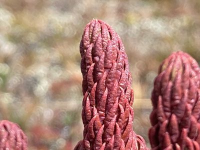 Phlegmariurus cocuyensis, photographed by Fabien Anthelme
