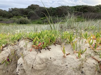 Carpobrotus glaucescens