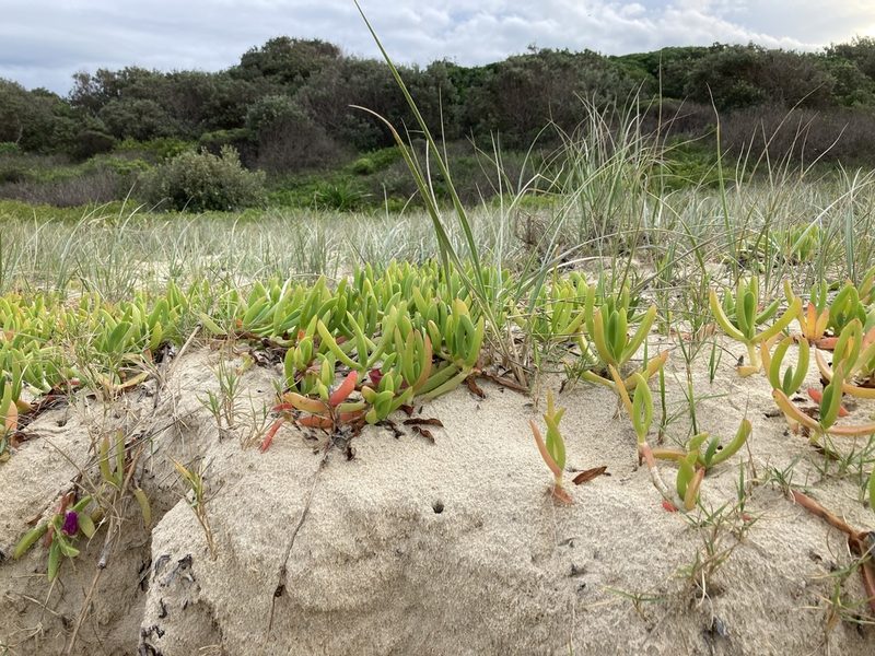 Carpobrotus glaucescens, photographed by Thomas Mesaglio