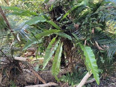 Asplenium australasicum, photographed by Thomas Mesaglio