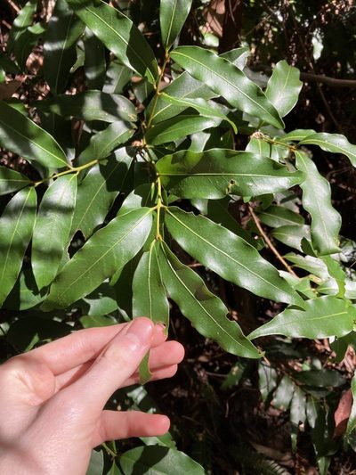 Cinnamomum oliveri, photographed by Thomas Mesaglio