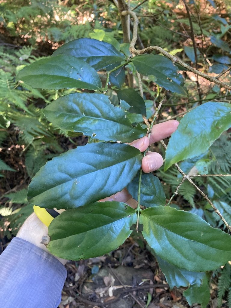 Daphnandra micrantha, photographed by Thomas Mesaglio