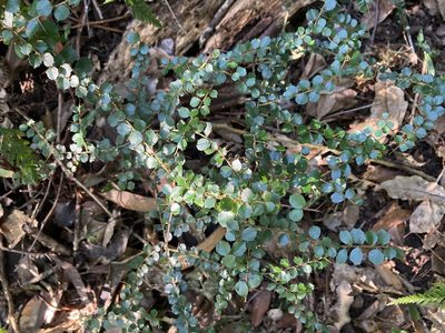 Pittosporum multiflorum, photographed by Thomas Mesaglio