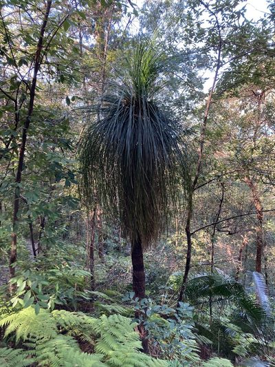 Xanthorrhoea malacophylla, photographed by Thomas Mesaglio