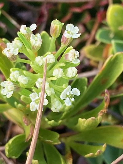 Niphogeton josei, photographed by Fabien Anthelme