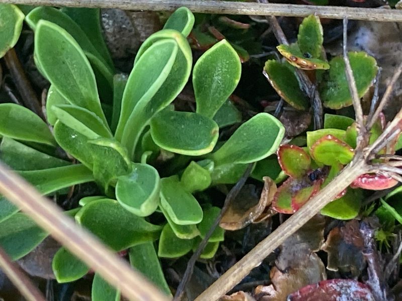 Niphogeton josei, photographed by Fabien Anthelme