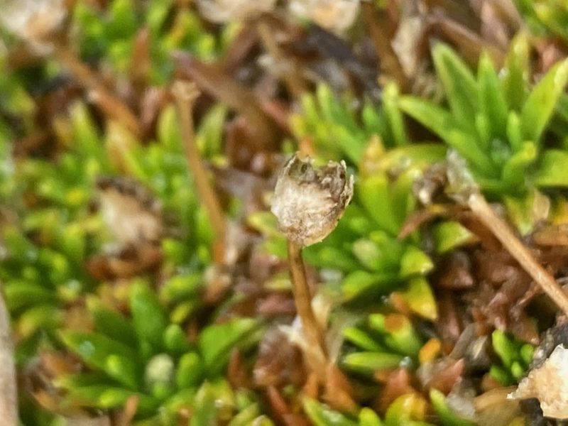 Paepalanthus pilosus, photographed by Fabien Anthelme