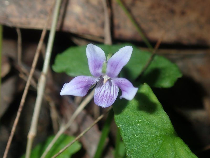 Viola silicestris, photographed by Thomas Mesaglio