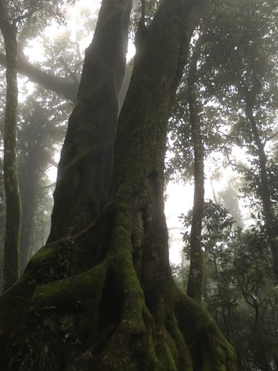 Nothofagus moorei, photographed by Oliver Stringham