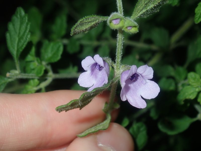 Prostanthera incana, photographed by Thomas Mesaglio