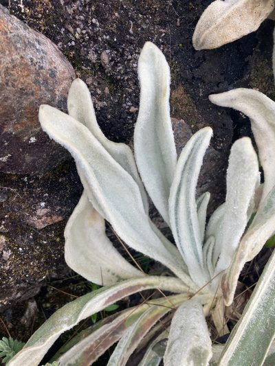Senecio cocuyanus, photographed by Fabien Anthelme