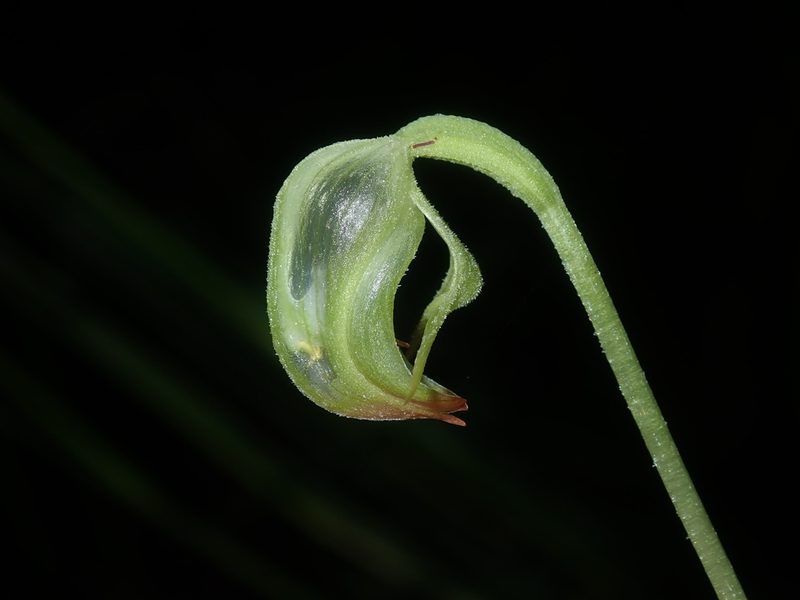 Pterostylis hispidula, photographed by Thomas Mesaglio