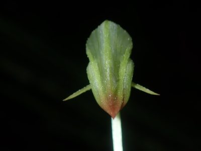 Pterostylis hispidula, photographed by Thomas Mesaglio