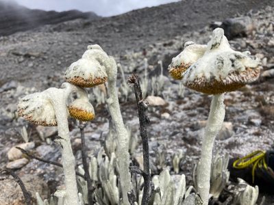 Senecio cocuyanus, photographed by Fabien Anthelme