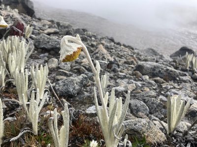 Senecio cocuyanus, photographed by Fabien Anthelme