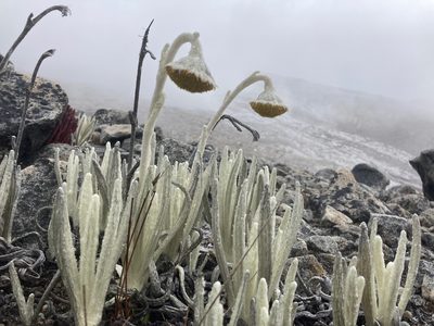 Senecio cocuyanus, photographed by Fabien Anthelme