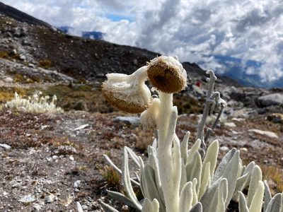 Senecio cocuyanus, photographed by Fabien Anthelme