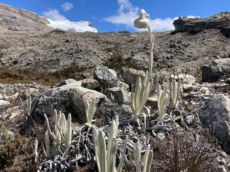 Senecio cocuyanus, photographed by Fabien Anthelme