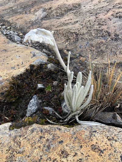 Senecio cocuyanus, photographed by Fabien Anthelme