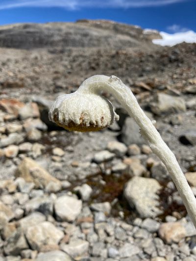 Senecio cocuyanus, photographed by Fabien Anthelme