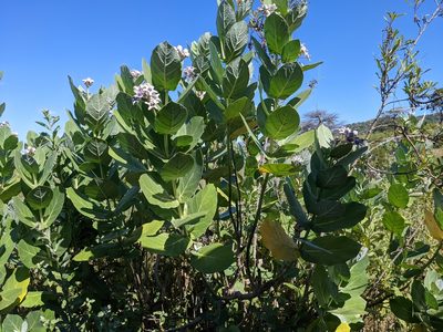 Calotropis gigantea, photographed by Pieter Huybrechts