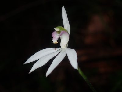 Caladenia picta, photographed by Thomas Mesaglio
