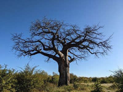 Adansonia digitata