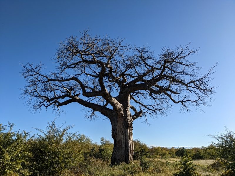 Adansonia digitata, photographed by Pieter Huybrechts