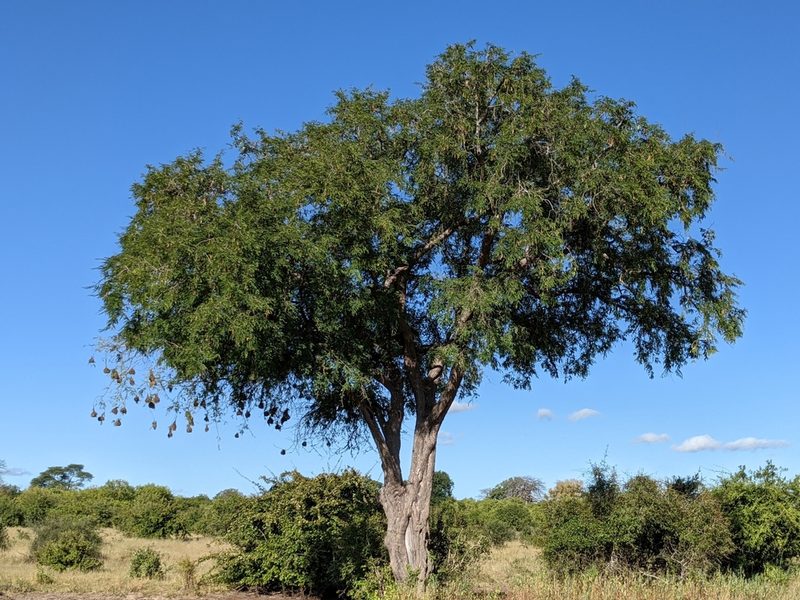 Tamarindus indica, photographed by Pieter Huybrechts