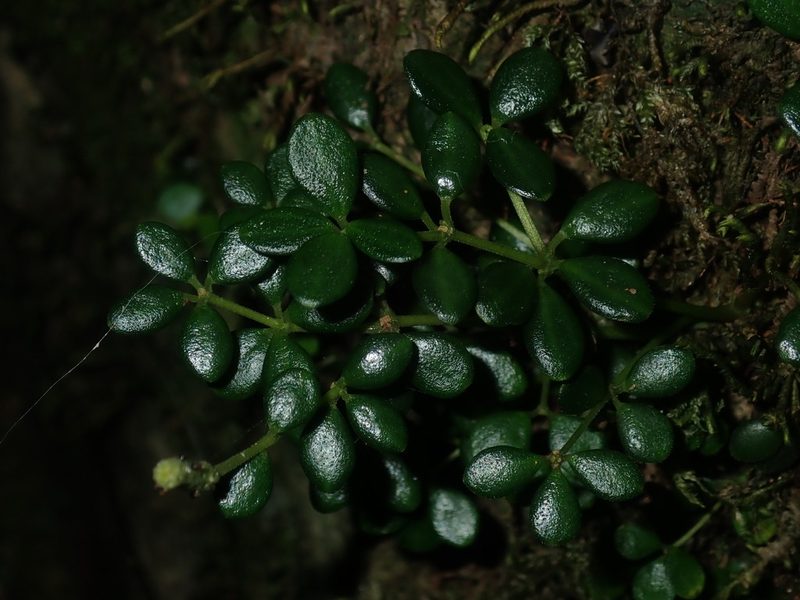 Peperomia tetraphylla, photographed by Thomas Mesaglio