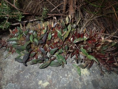 Dendrobium kingianum, photographed by Thomas Mesaglio