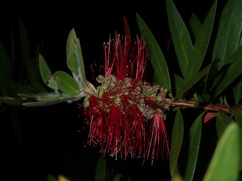 Melaleuca comboynensis, photographed by Thomas Mesaglio