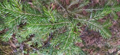 Abies sibirica, photographed by Алексей Ябс