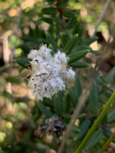 Spyridium scortechinii, photographed by Guy Taseski