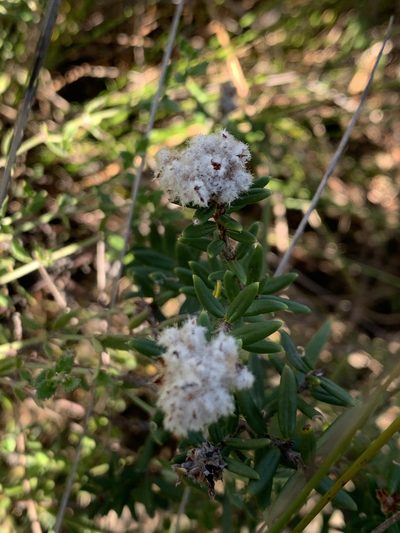 Spyridium scortechinii, photographed by Guy Taseski