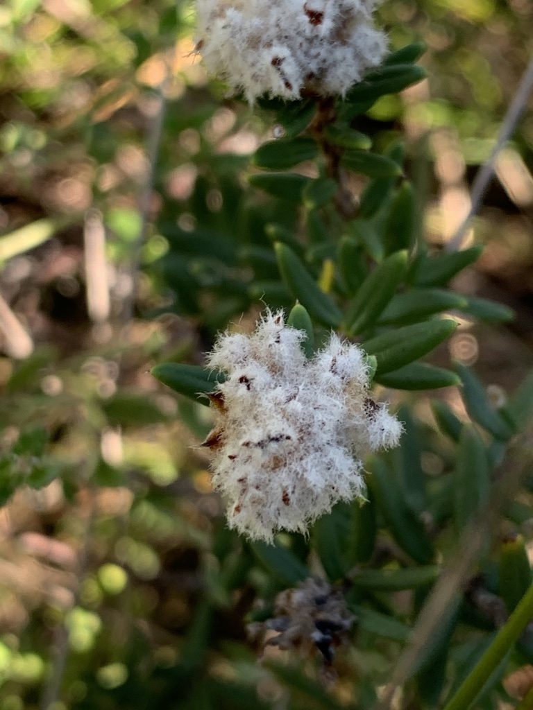 Spyridium scortechinii, photographed by Guy Taseski