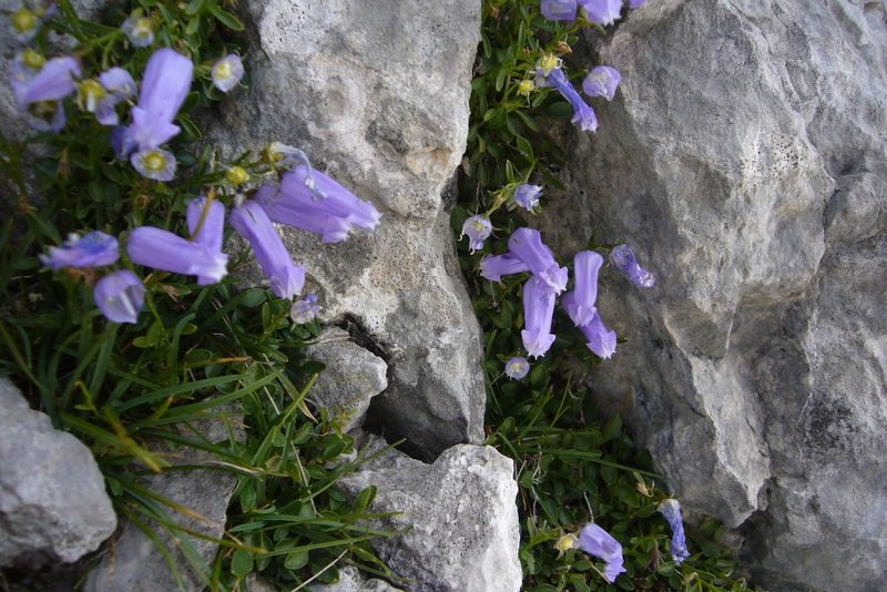 Favratia zoysii, photographed by Oriol Sastre