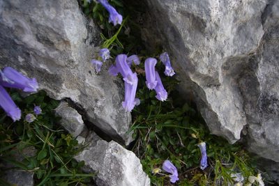 Favratia zoysii, photographed by Oriol Sastre